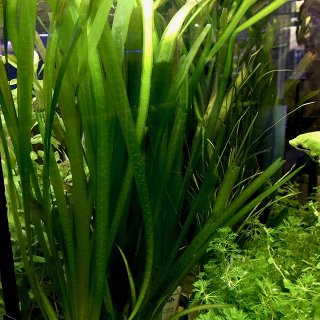 Vallisneria giganthea in pot